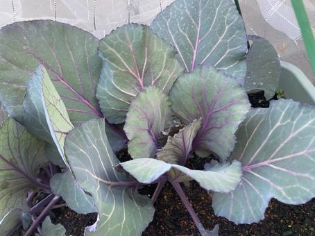 赤キャベツの写真