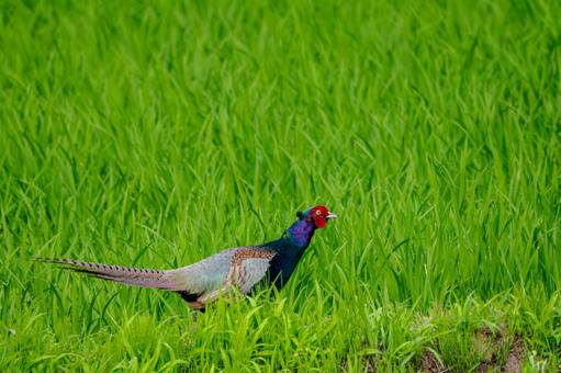 Pheasant⑺, JPG Pheasant⑺, JPG