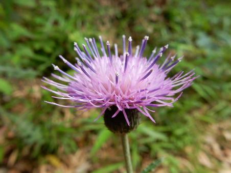 【花の写真】野に咲くアザミの花 【花の写真】野に咲くアザミの花 アザミ,薊,キク科の写真素材