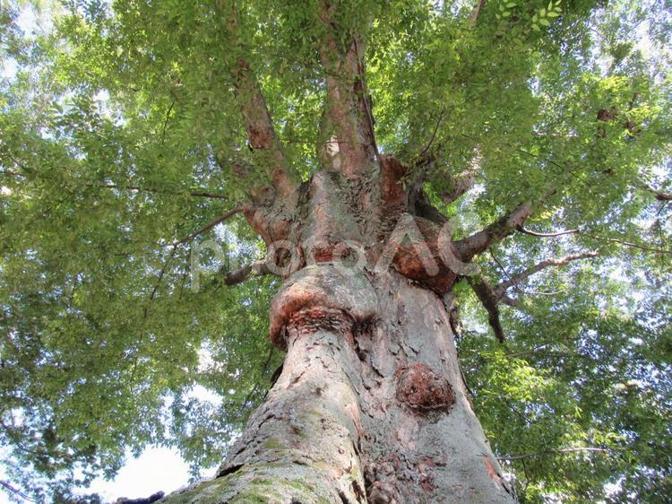 巨木 ケヤキ,大木,木の写真素材