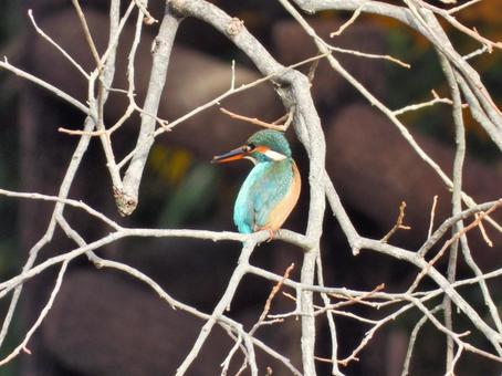 対岸の白い枯れ枝にとまるカワセミ カワセミ,鳥,鳥類の写真素材