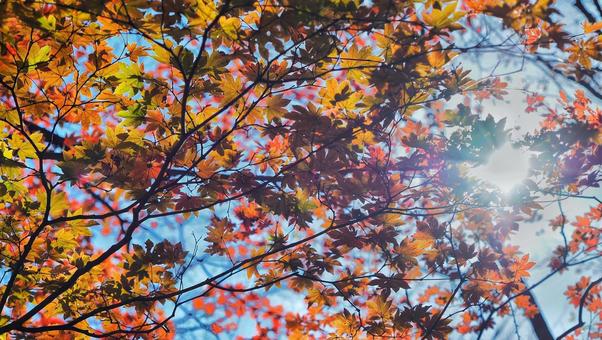 榛名山の紅葉 紅葉,アウトドア,登山の写真素材