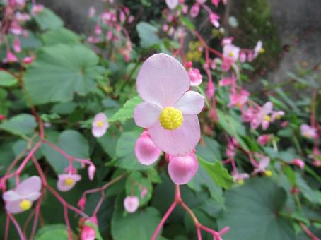 Photo, shukidou, flower, plant, 