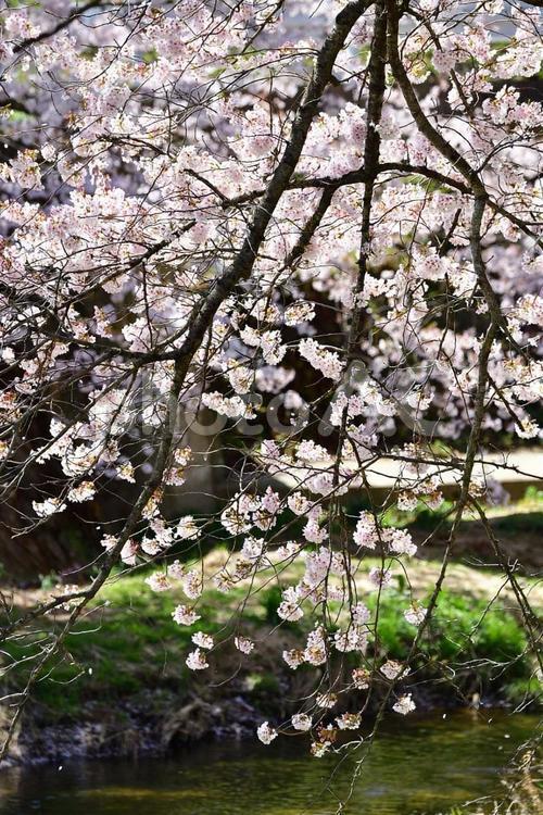 桜並木 桜,さくら,サクラの写真素材