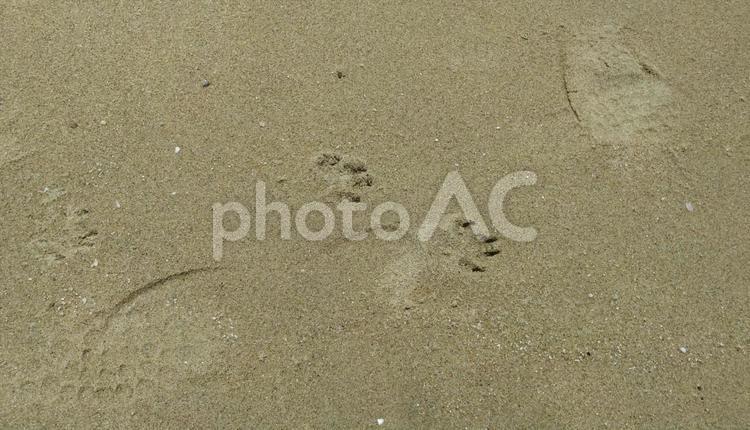 犬と散歩の跡 足跡,散歩,砂浜の写真素材
