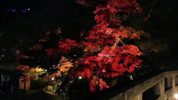虹の郷　紅葉ライトアップ 紅葉,ライトアップ,秋の写真素材