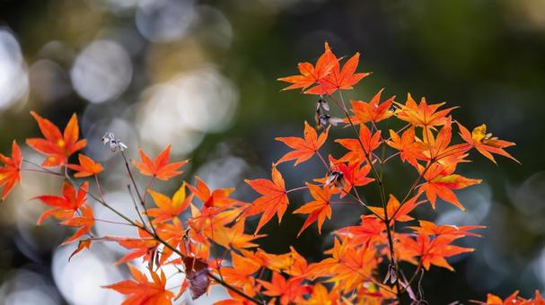 秋素材 秋素材,紅葉,背景の写真素材