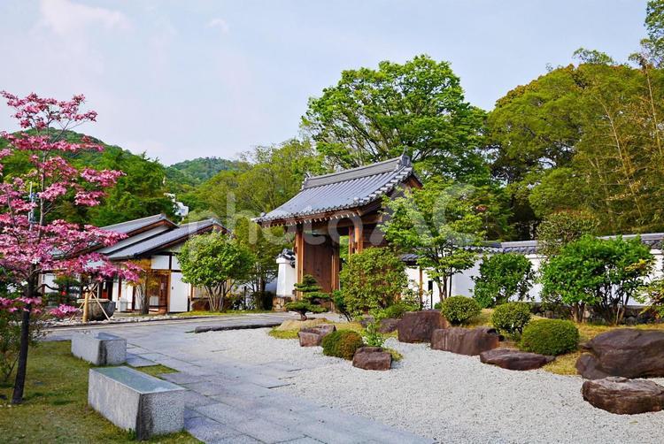 ハナミズキ咲く池田城跡公園 ハナミズキ,花水木,花の写真素材