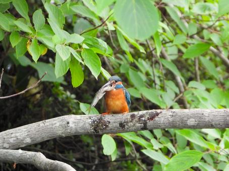 A kingfisher trying to eat a small fish, JPG