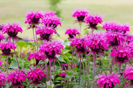 6月上旬の仏生山公園のベルガモットの花 6月上旬の仏生山公園のベルガモットの花 ベルガモット,花,植物の写真素材