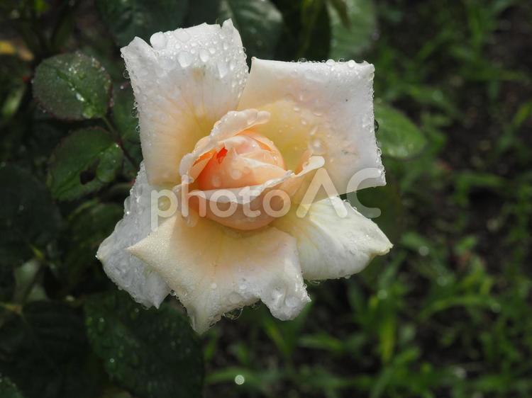 雨上がり　薔薇　”アンブリッジ・ローズ”④ ばら,薔薇,roseの写真素材