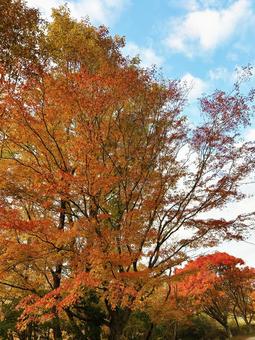 爽やかな空と紅葉 空,紅葉,モミジの写真素材