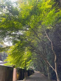青々とした木々の散歩道 青々とした木々の散歩道 木々,緑,木漏れ日の写真素材