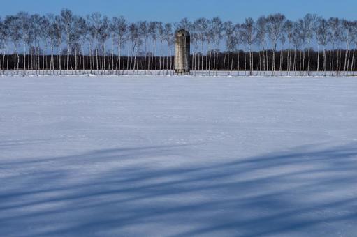 影が伸びる冬の牧場 影が伸びる冬の牧場 雪原,白樺林,牧場の写真素材