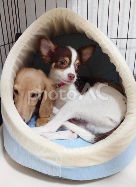いつも一緒が好き チワワ,散歩,犬の写真素材