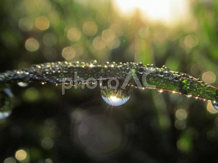 水滴と緑の葉と朝日Water drops 水滴,すいてき,waterの写真素材