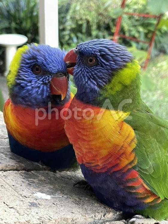 レインボーロリキートの毛づくろい レインボーロリキート,インコ,鳥の写真素材