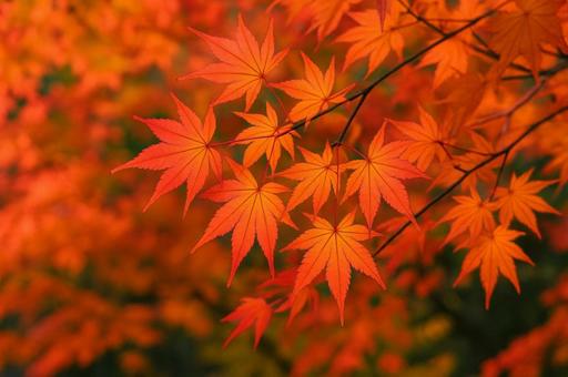 紅葉の鮮やかな秋の風景・もみじ・紅葉狩り 紅葉の鮮やかな秋の風景・もみじ・紅葉狩りの写真