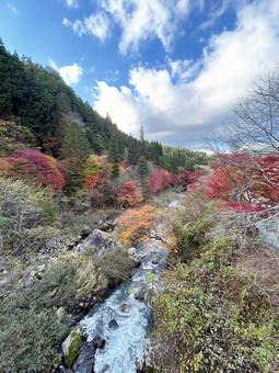 青空と色鮮やかな木々 青空と色鮮やかな木々 空,紅葉,色鮮やかの写真素材