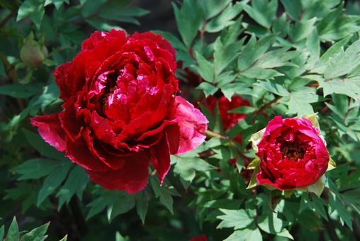 ボタンの花 ボタンの花の写真