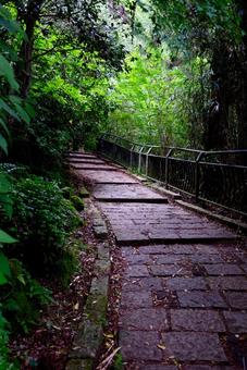 Cobbled street 1, the trees, forest, cobblestone, JPG