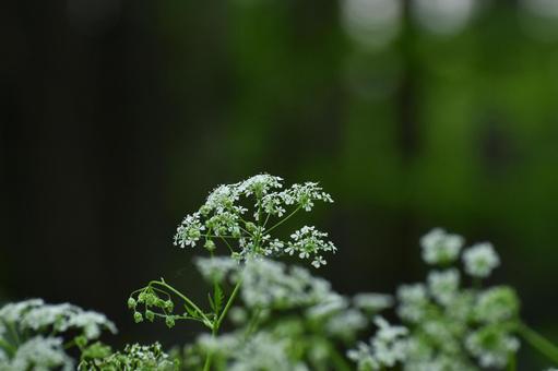 Photo, shaku, wild vegetables, plant, 
