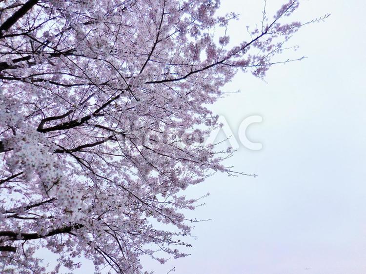 桜並木の風景　9 3月,4月,sakuraの写真素材