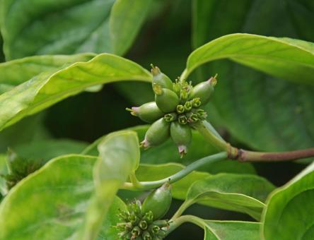 アメリカヤマボウシ アメリカヤマボウシ,亜米利加山法師,ハナミズキの写真素材