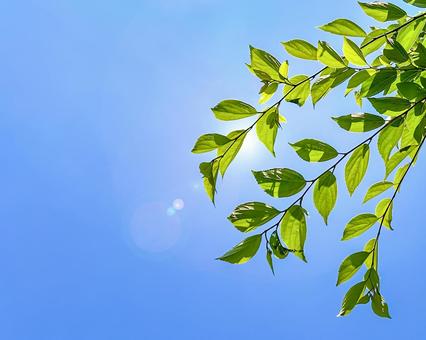 陽に透けるグリーンの生き生きした葉と青空 陽に透けるグリーンの生き生きした葉と青空の写真