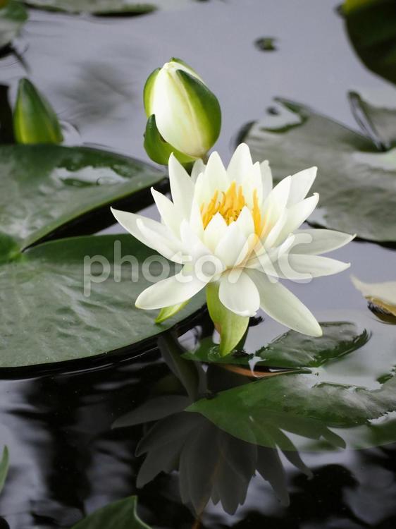 白い睡蓮の花と蕾 スイレン,白色,睡蓮の写真素材