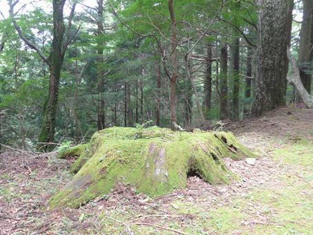 林の切り株 切り株,林,緑の写真素材