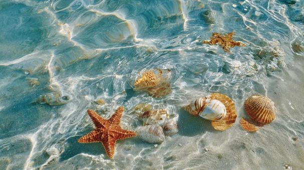 光が揺らめく水中の貝殻とヒトデの写真