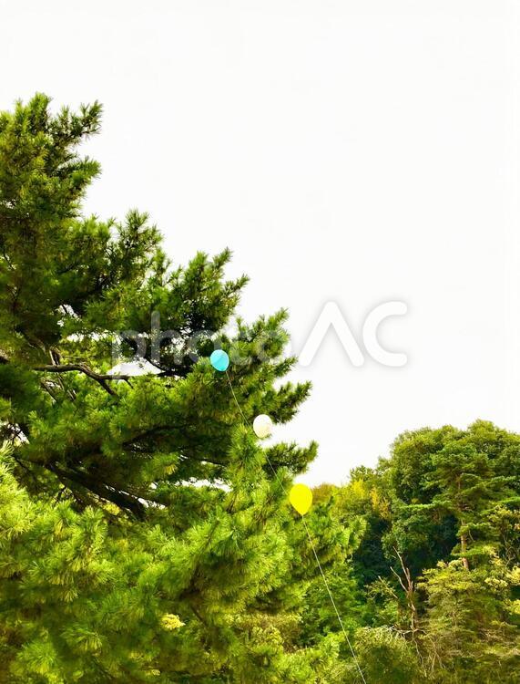 緑と風船 風船,ガス風船,緑の写真素材