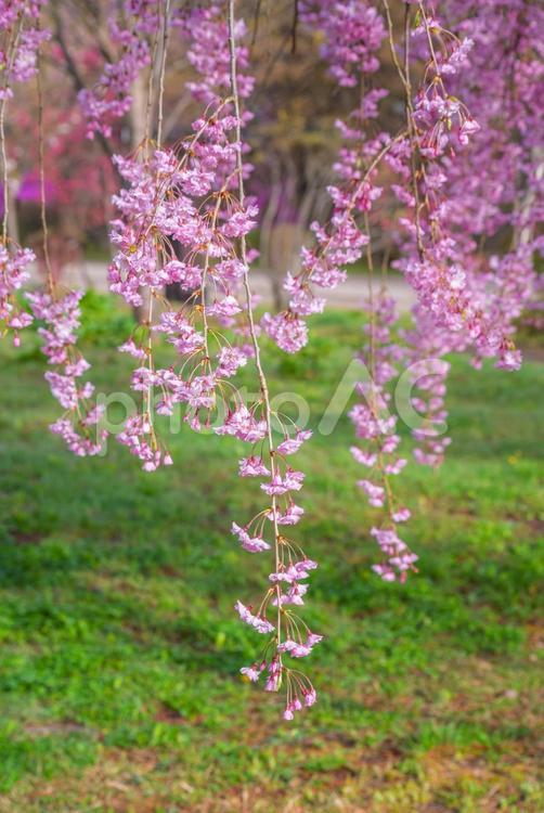 八重紅枝垂桜　弘前公園 桜,花びら,八重紅枝垂桜の写真素材