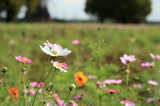 あけぼの山農業公園の満開のコスモス 秋桜,コスモス,あけぼの山農業公園の写真素材