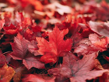 秋の地面に敷き詰められた落ち葉の写真