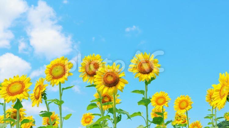 ひまわり畑と夏空 ひまわり畑,夏空,ひまわりの写真素材