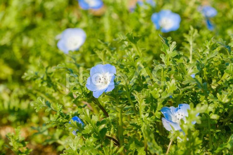 柔らかな光に包まれたネモフィラの花 ネモフィラ,花,青の写真素材