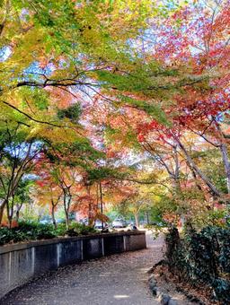 観音寺境内の秋　千葉県柏市 紅葉,錦,観音寺の写真素材