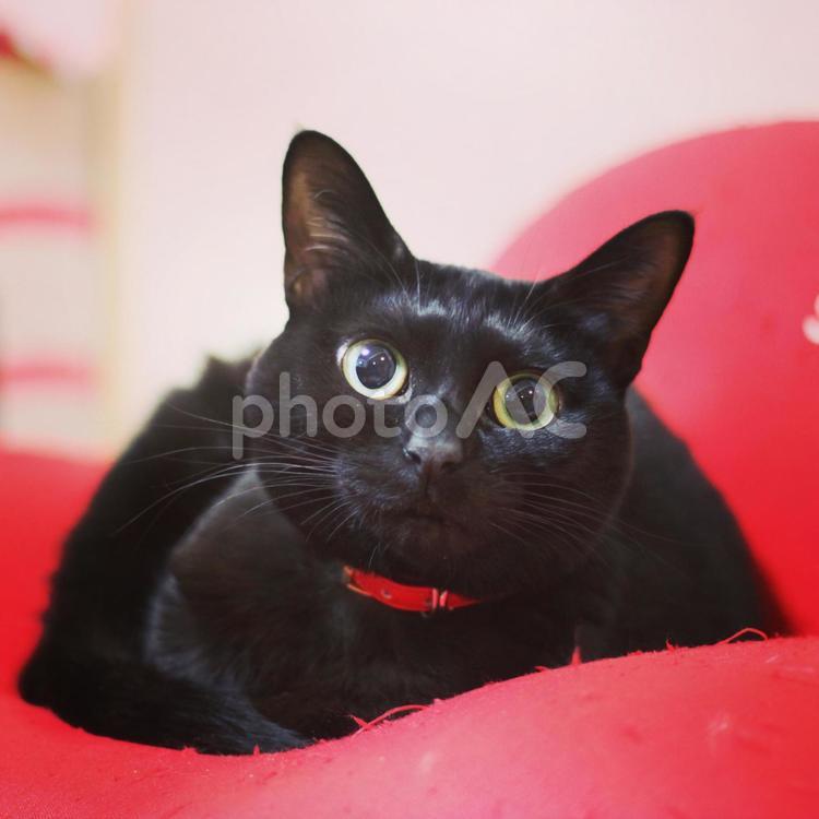ソファーに座る黒猫 猫,黒猫,ペットの写真素材