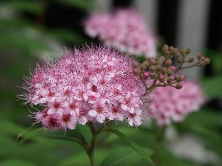 Photo, floating inflorescence, bouquet, floral set, 