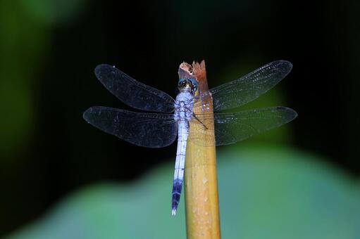 シオカラトンボ シオカラトンボ,トンボ,蜻蛉の写真素材