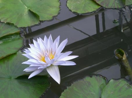 白い蓮の花 白い蓮の花の写真