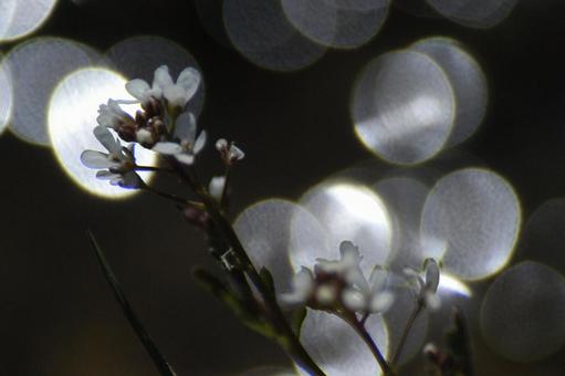 タネツケソウの写真