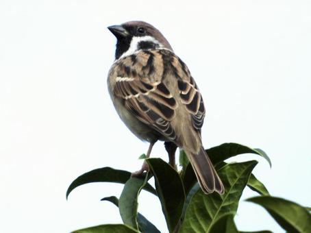 枝の先端につかまるスズメの写真