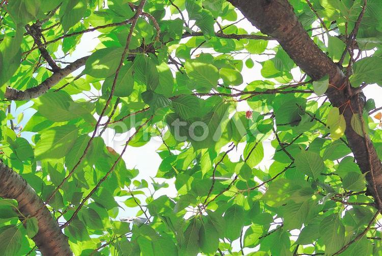 木漏れ日　新緑 木漏れ日,新緑,まぶしいの写真素材