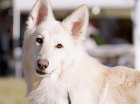 ホワイトスイスシェパードのポートレート 犬,ホワイトスイスシェパード,ホワイトシェパードの写真素材