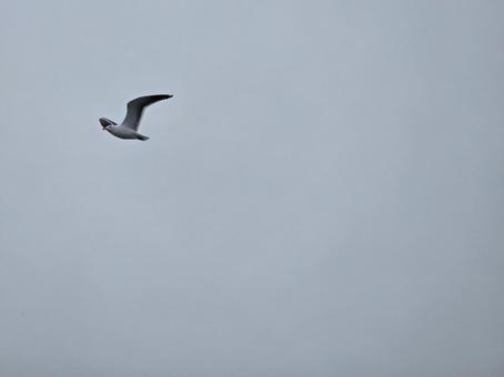 Hokkaido in winter Rausu Shiretoko Peninsula Birds, JPG