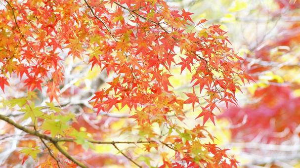 紅葉-948 紅葉-948の写真