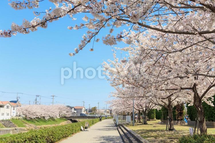 晴天での桜並木「兵庫県」 桜,桜並木,春の写真素材